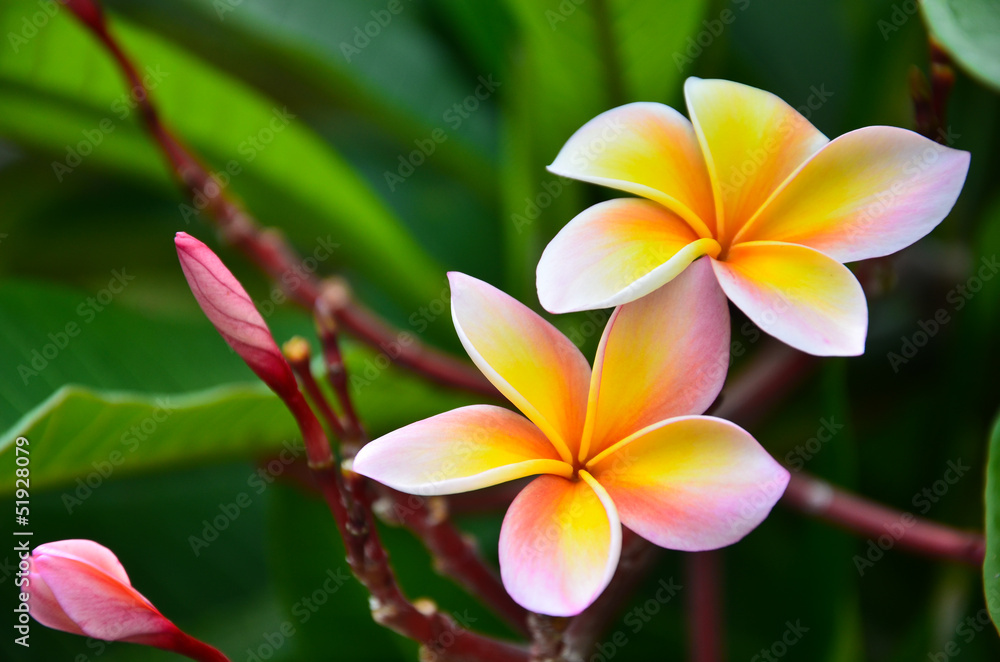 Close up of frangipani flower or Leelawadee flower blooming on t