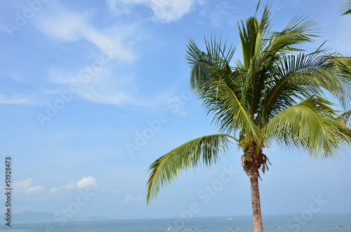 Dream Sea Coconut