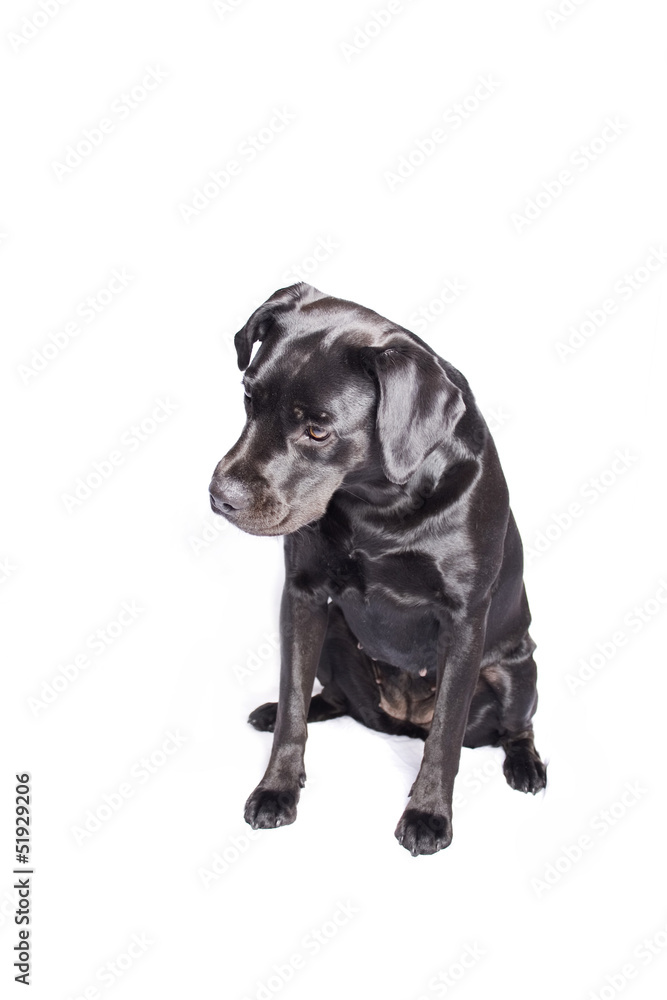 Fototapeta premium Labrador dog