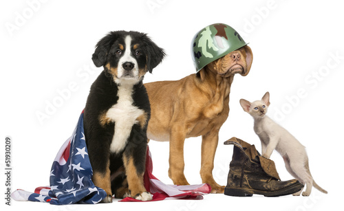 Fototapeta Naklejka Na Ścianę i Meble -  Group of Patriotic dogs and cat