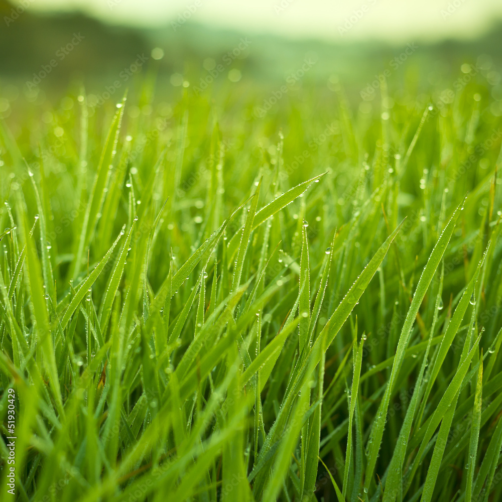 Fresh Grass With Dew Drops Fresh Grass With Dew Drops