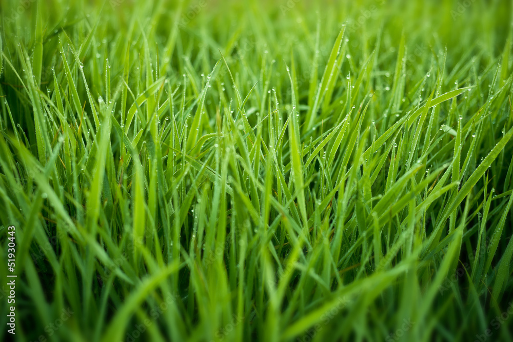Fresh Grass With Dew Drops Fresh Grass With Dew Drops