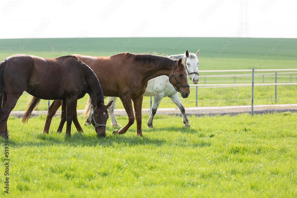 Fototapeta premium Pferd