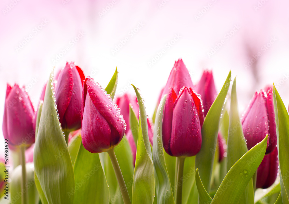 Fototapeta premium Świeże tulipany z kroplami rosy
