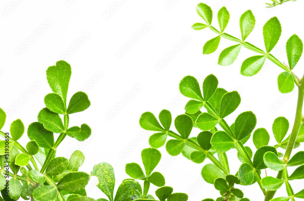 Green leaf Green leaf