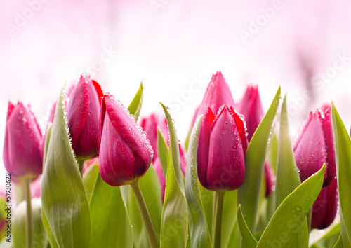 Fresh Tulips with Dew Drops