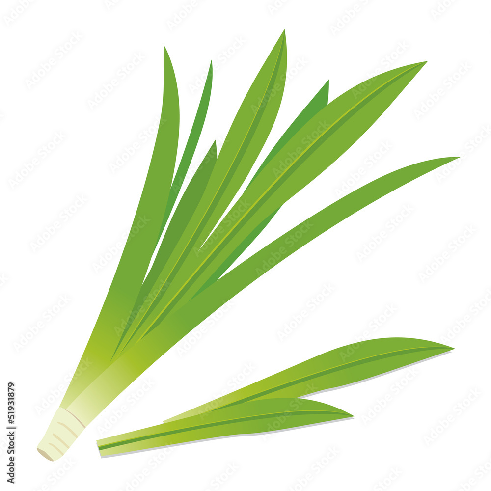 Obraz premium Pandanus leaves