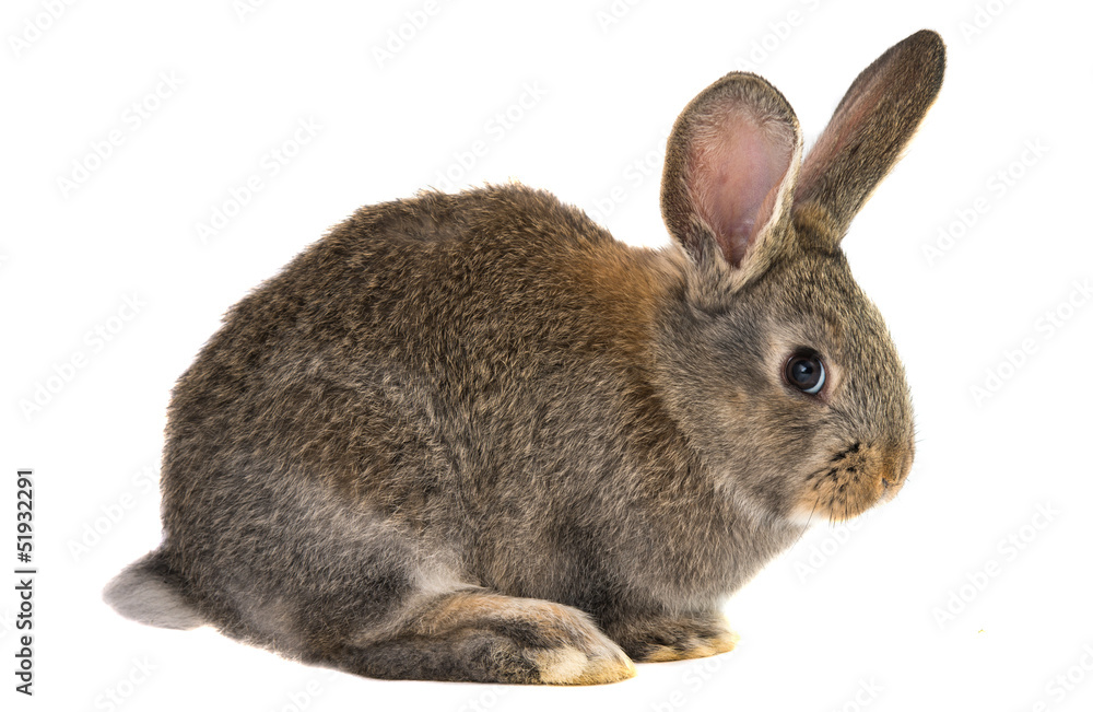 Obraz premium rabbits isolated