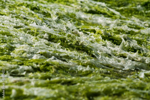 Algae. Stock photo.
