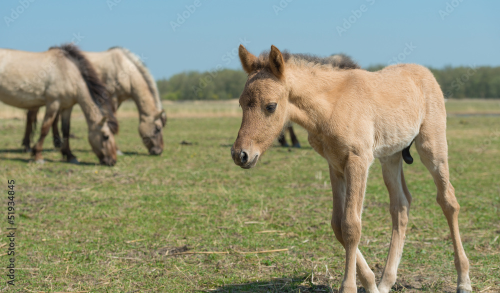 Obraz premium Konik foal walking in a field of grass