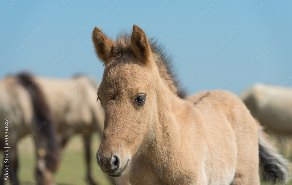 Fototapeta premium Konik foal in a herd in spring