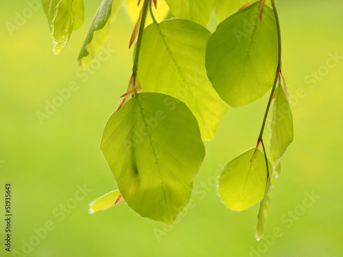 Frische Buchenblätter im Frühling photo