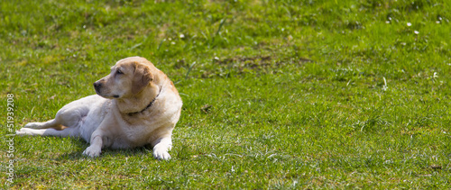 A labrador in the meadow