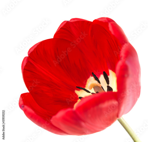 one red tulip