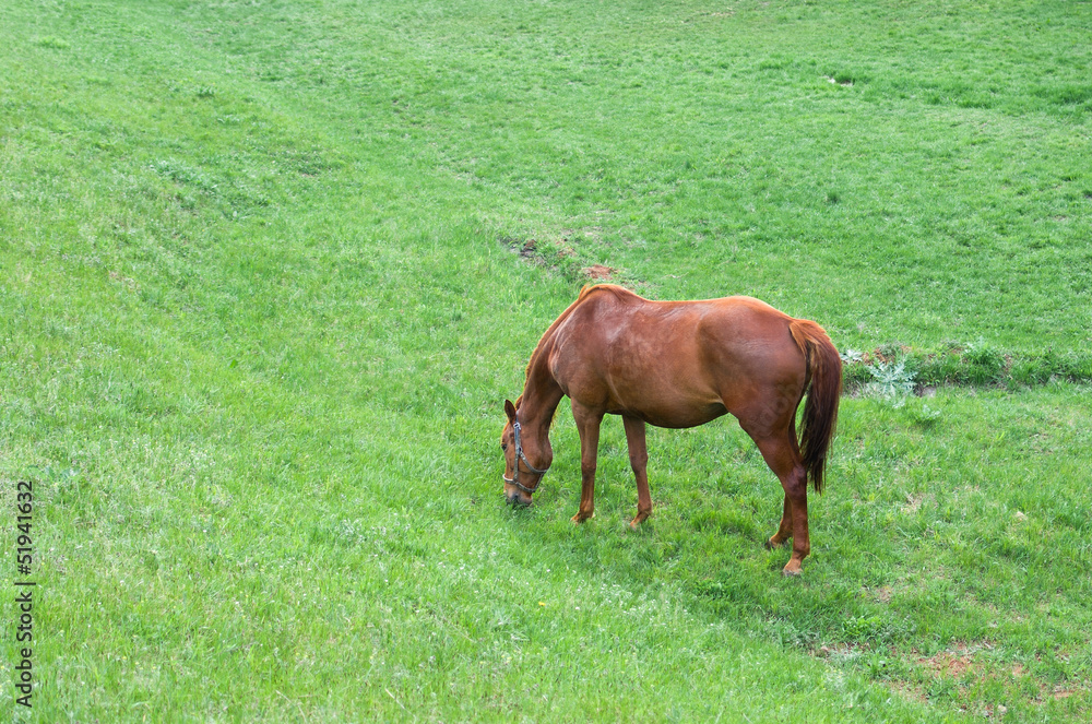 Lonely horse on a spring pasture. Lonely horse on a spring pasture.