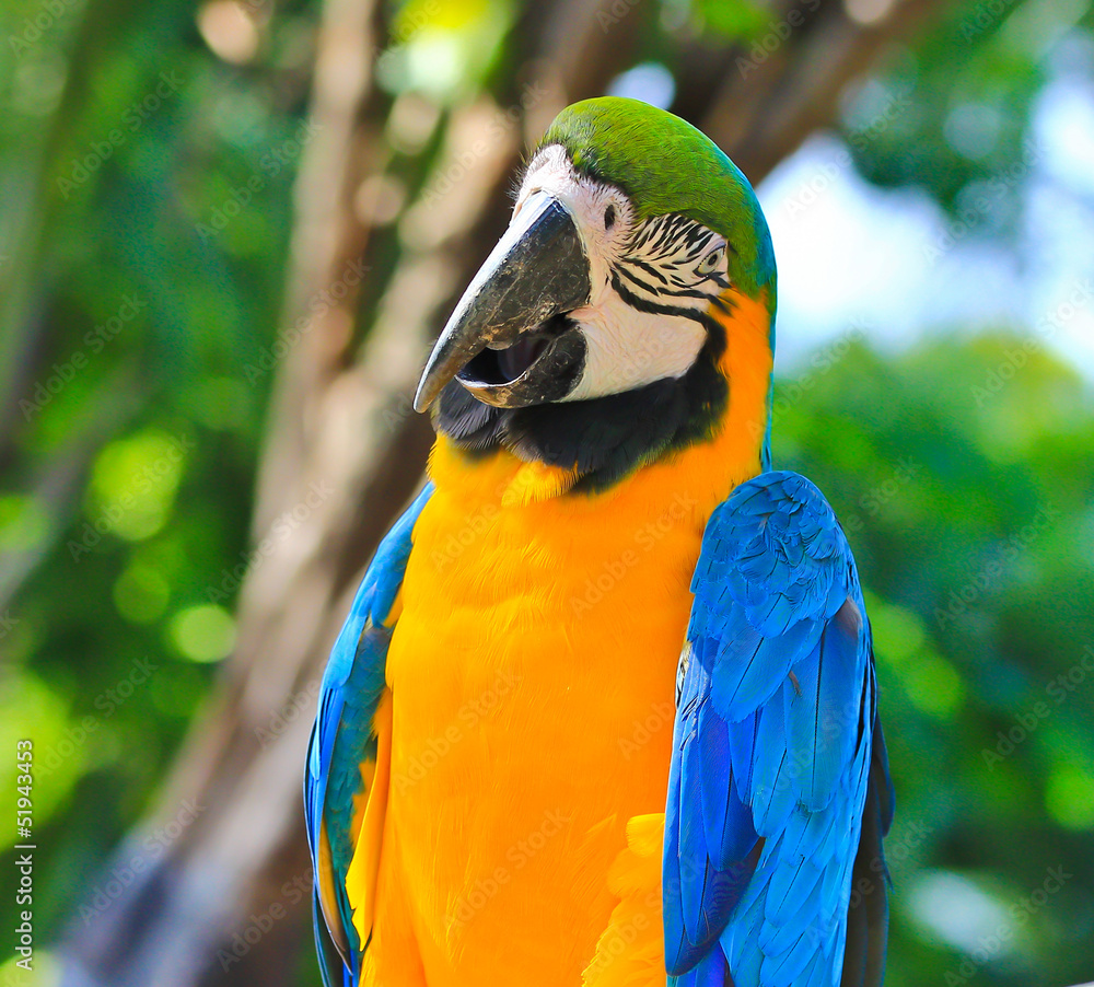 Fototapeta premium Colorful macaw
