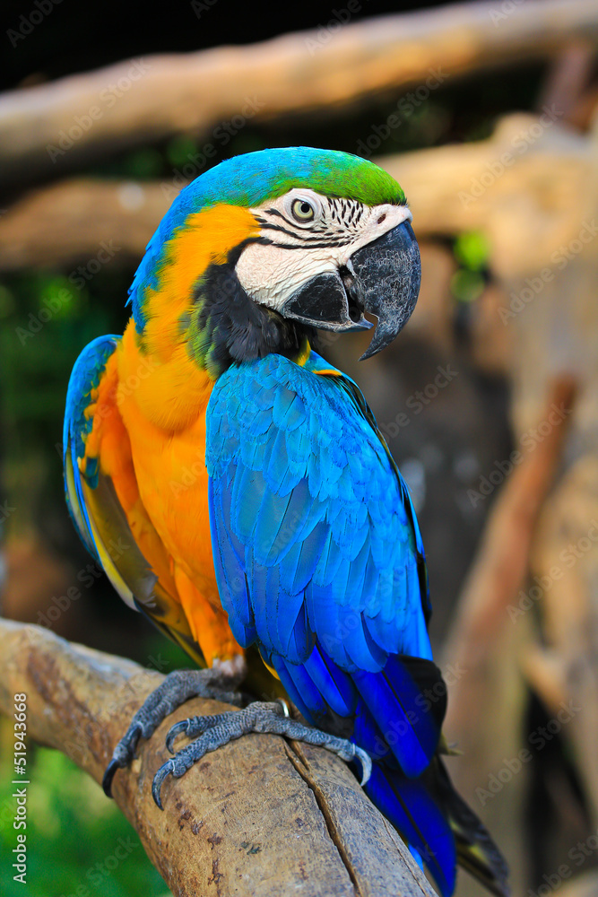 Obraz premium Colorful macaw