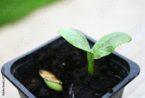 graine qui germe,petite plantule de légume