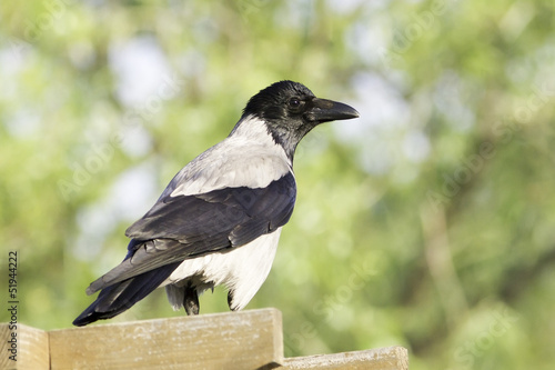 Hooded Crow portrait close-up (Corvus cornix)
