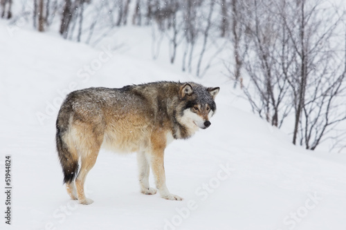 One Wolf Alone in the Snow © kjekol