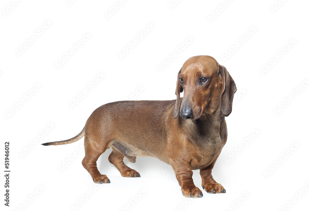 dachshund