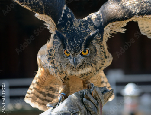 Eagle Owl