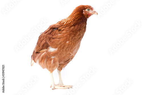 young pullet isolated © smikeymikey1