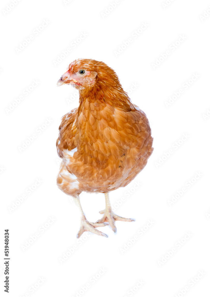 Fototapeta premium young pullet isolated
