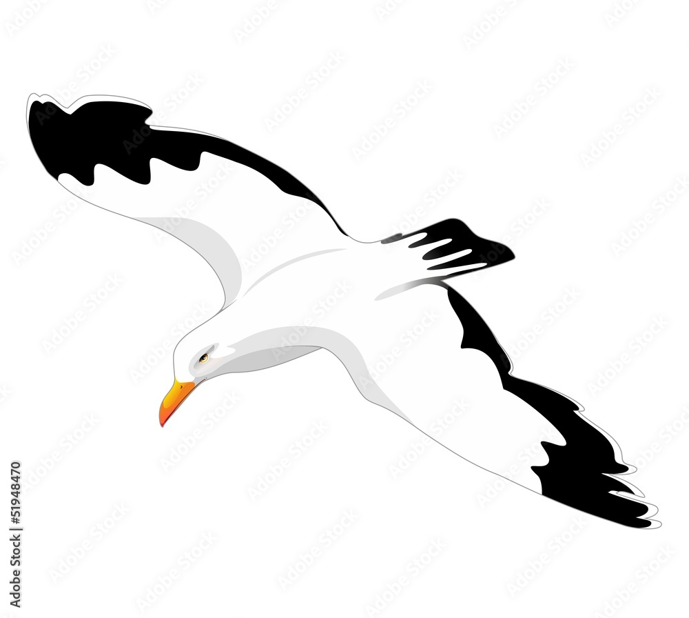 Fototapeta premium Herring Gull Seagull Flying-Gabbiano Reale in Volo