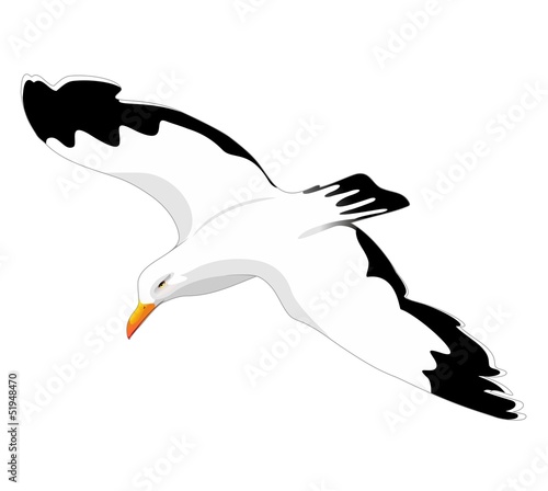 Herring Gull Seagull Flying-Gabbiano Reale in Volo