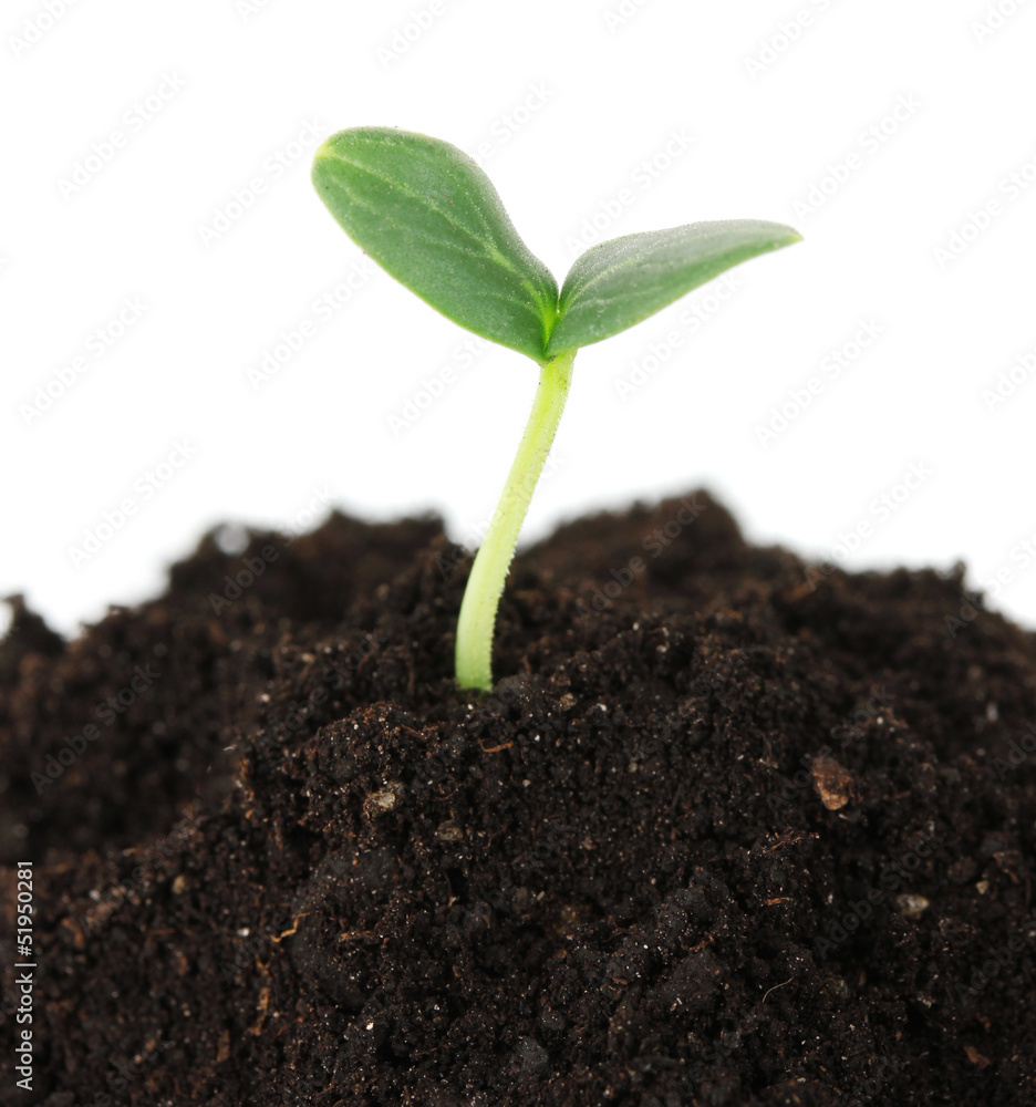 Green seedling growing from soil isolated on white Green seedling growing from soil isolated on white