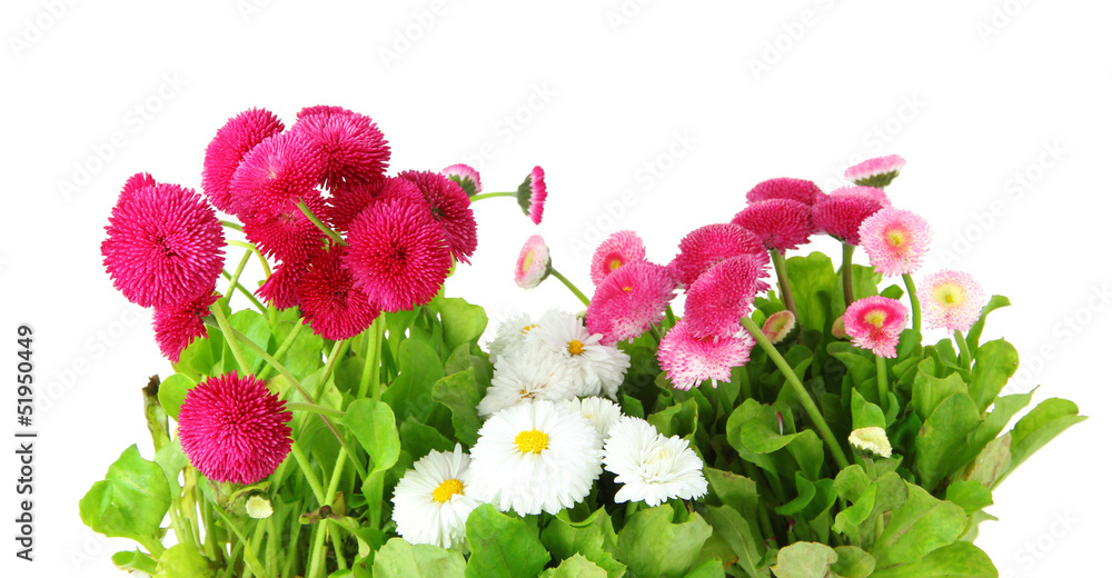 Obraz premium Daisy flowers isolated on white