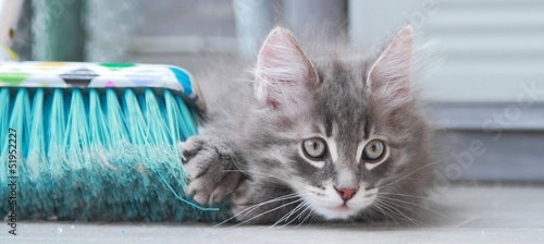 Gattino siberiano color blu gioca con la scopa photo