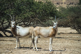 Antelope, the Arabian oryx in Israeli nature reserve near Eilat