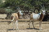Antelope, the Arabian oryx in Israeli nature reserve near Eilat
