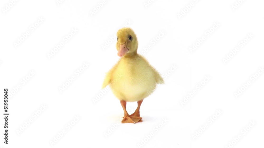 Duckling looking around and shaking on white background Duckling looking around and shaking on white background