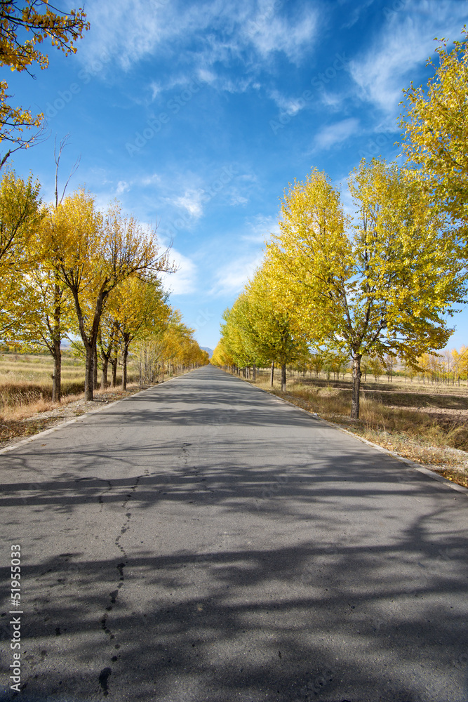 Obraz premium Tree Alley