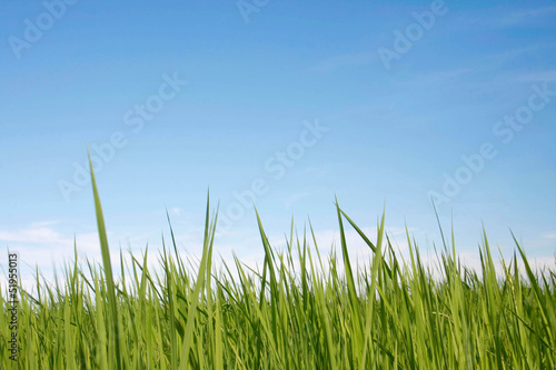 Rice with blue sky