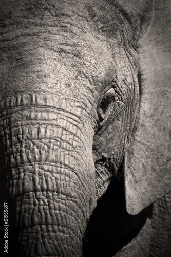 Elephant cow close up