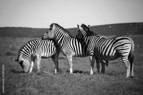 Zebras resting their heads