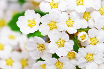 Fototapete Macro Zarte weisse Spierstrauchblüten am Zweig  © BRIAN_KINNEY