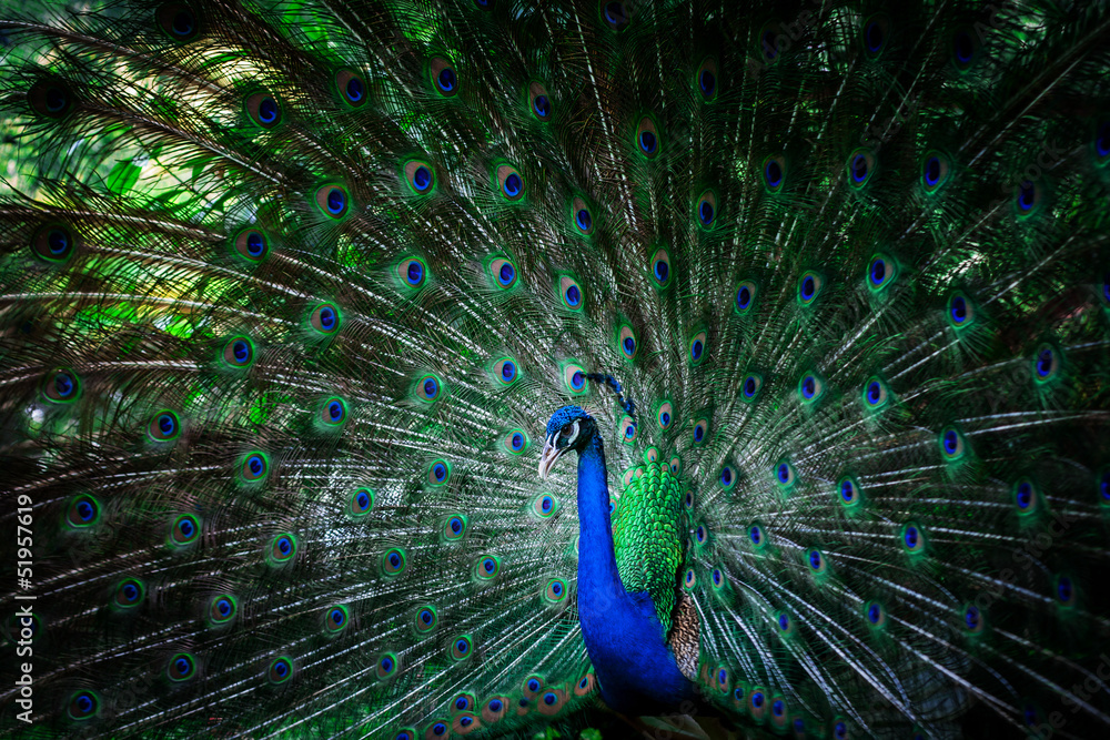 Fototapeta premium beautiful peacock with feathers
