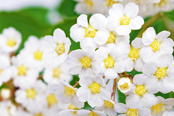 Fototapete Macro Brautkranz Spierstrauch in voller Blüte  © BRIAN_KINNEY