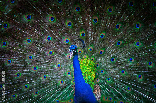 beautiful peacock with feathers