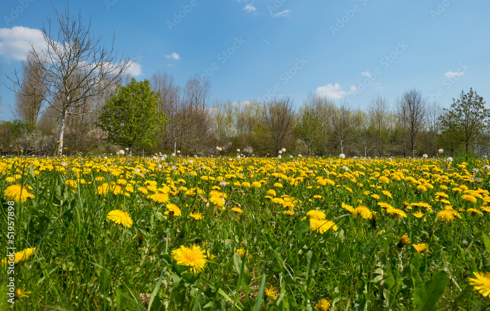 Blooming dandelions in a field in spring Blooming dandelions in a field in spring