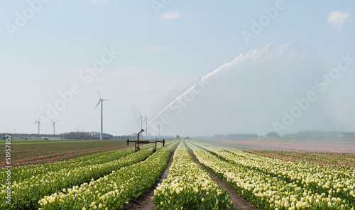 Blooming tulips in a field in spring