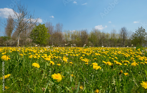 Blooming dandelions in a field in spring