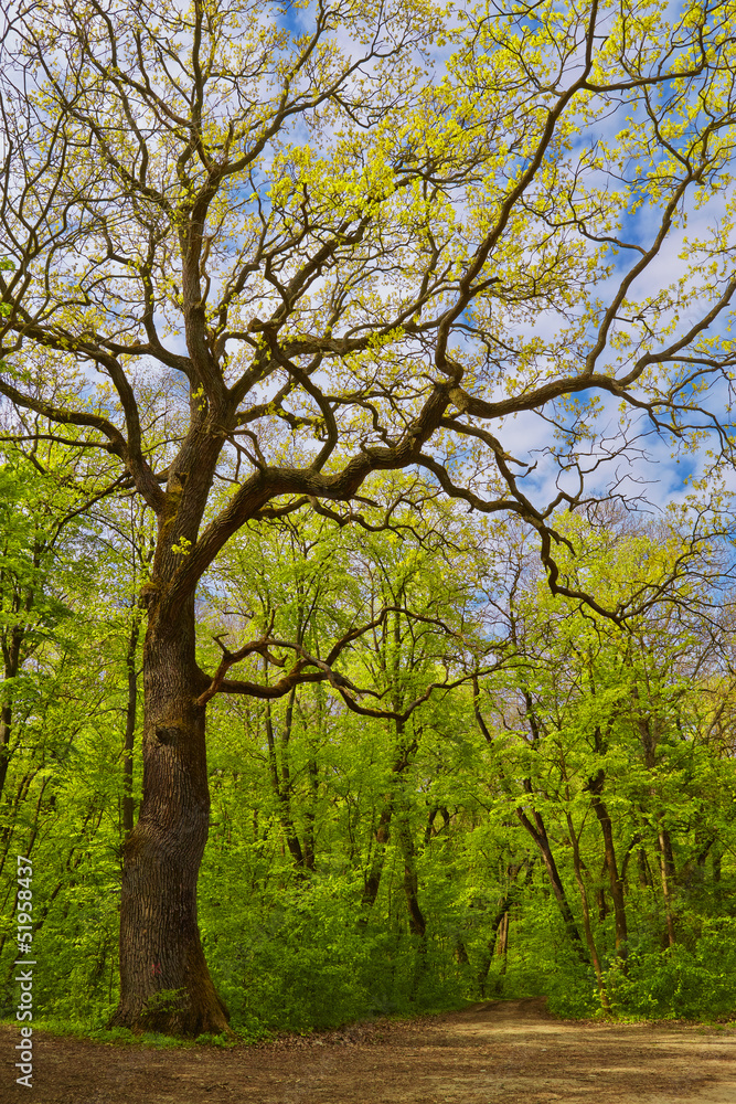 Mixed deciduous forest trees with path in spring time.