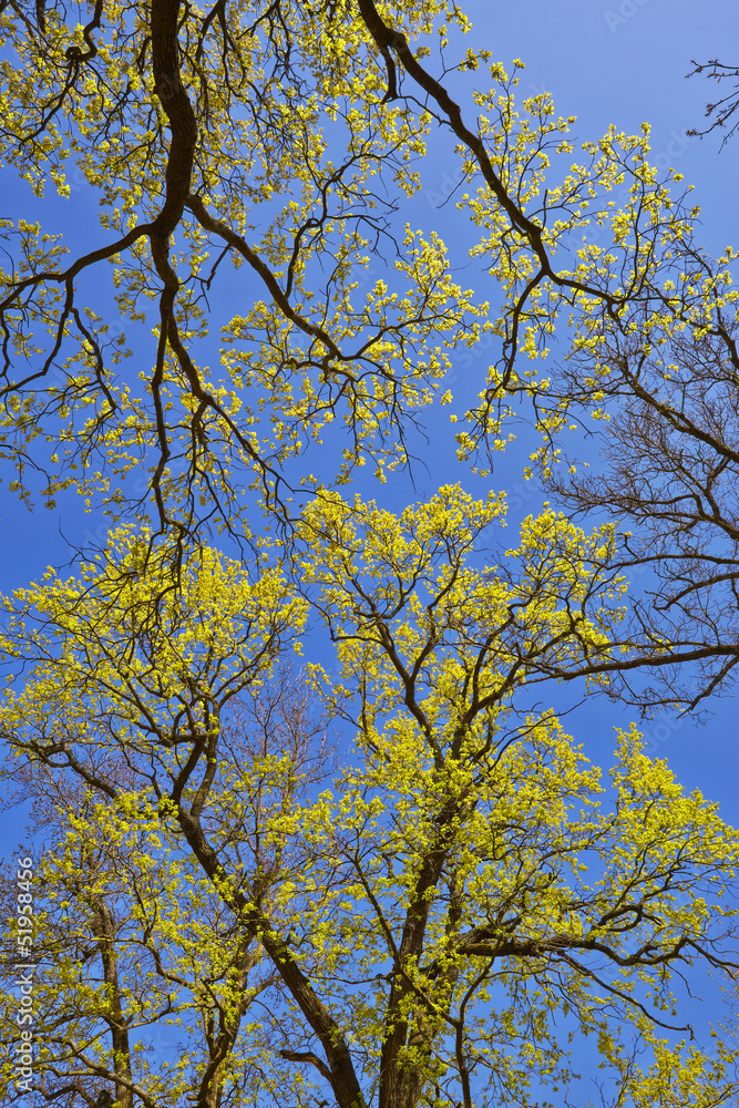 Tree canopy in spring time over blue sunny sky, low angle shot.
