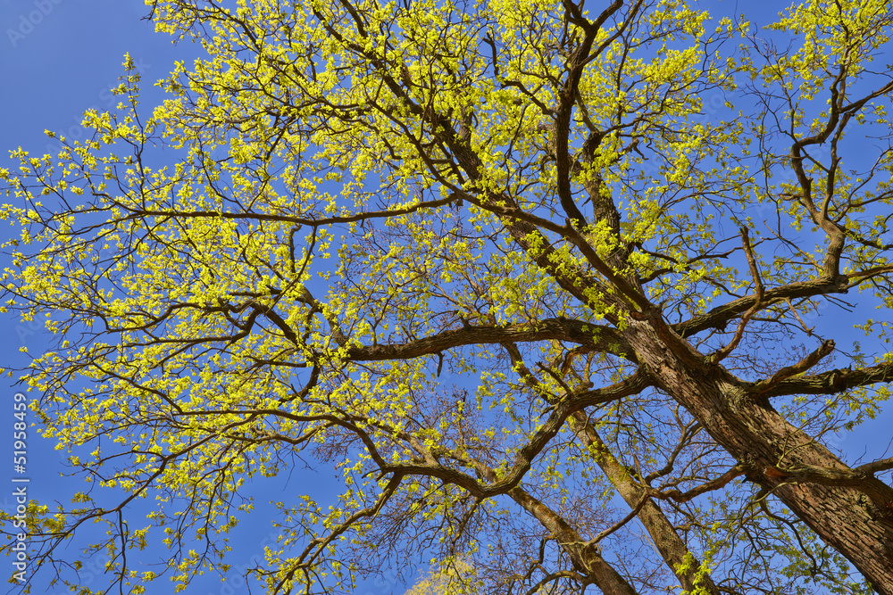 Tree canopy in spring time over blue sunny sky, low angle shot. Tree canopy in spring time over blue sunny sky, low angle shot.
